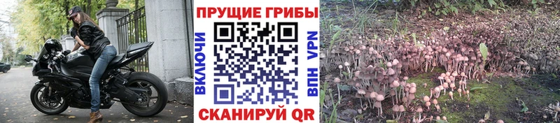Псилоцибиновые грибы Psilocybe  купить наркотик  ОМГ ОМГ ссылка  Новокубанск 