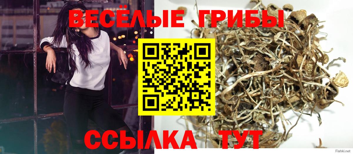 Новокубанск  Псилоцибиновые грибы Cubensis  Вход с VPN 